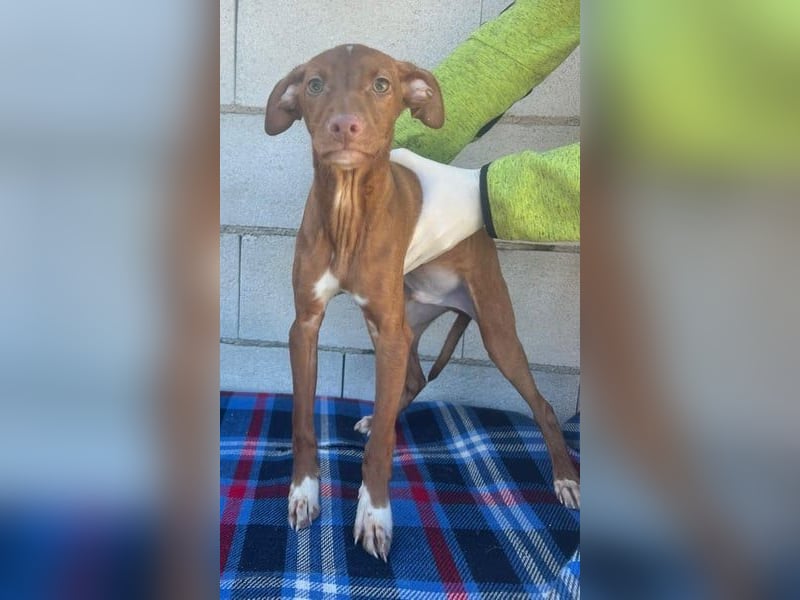 Dolce, bereit die Welt zu entdecken