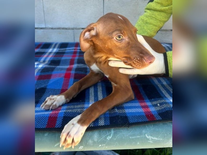 Dolce, bereit die Welt zu entdecken