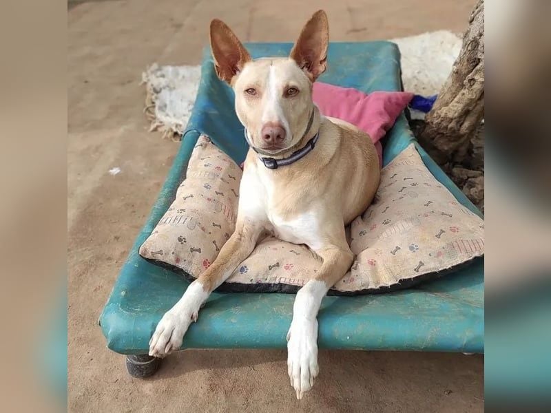 Soldado, freundlich und sehr sozial