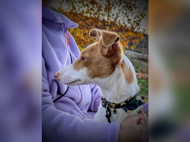 Casillas, ein freundlicher sozialer Junghund