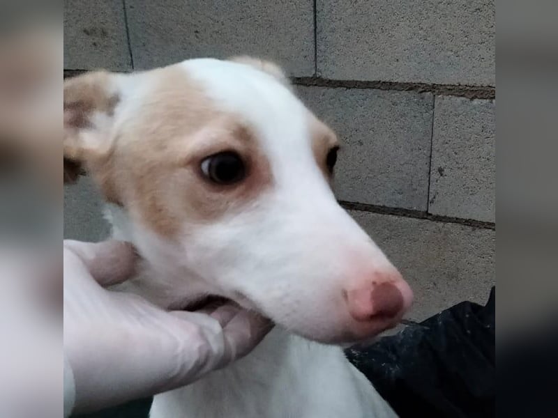 Matias, ein lustiger kleiner Bube