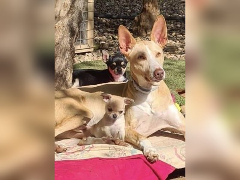 Soldado, freundlich und sehr sozial