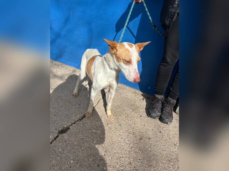 Rayos, hofft auf seine Chance