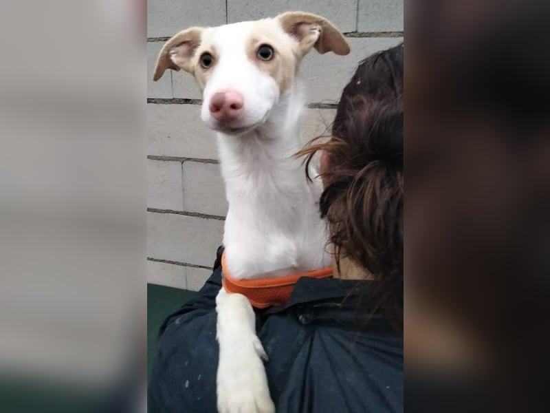 Matias, ein lustiger kleiner Bube