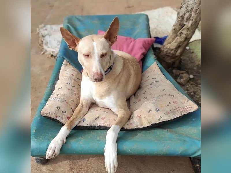 Soldado, freundlich und sehr sozial