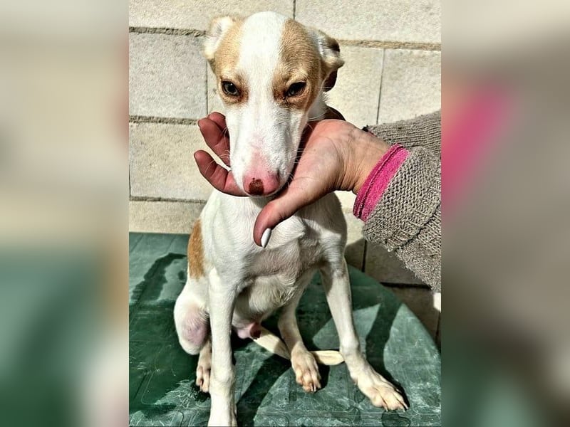 Matias, ein kleiner freundlicher Podi Bube