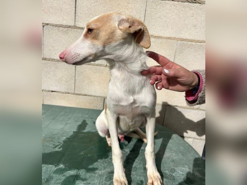 Matias, ein kleiner freundlicher Podi Bube