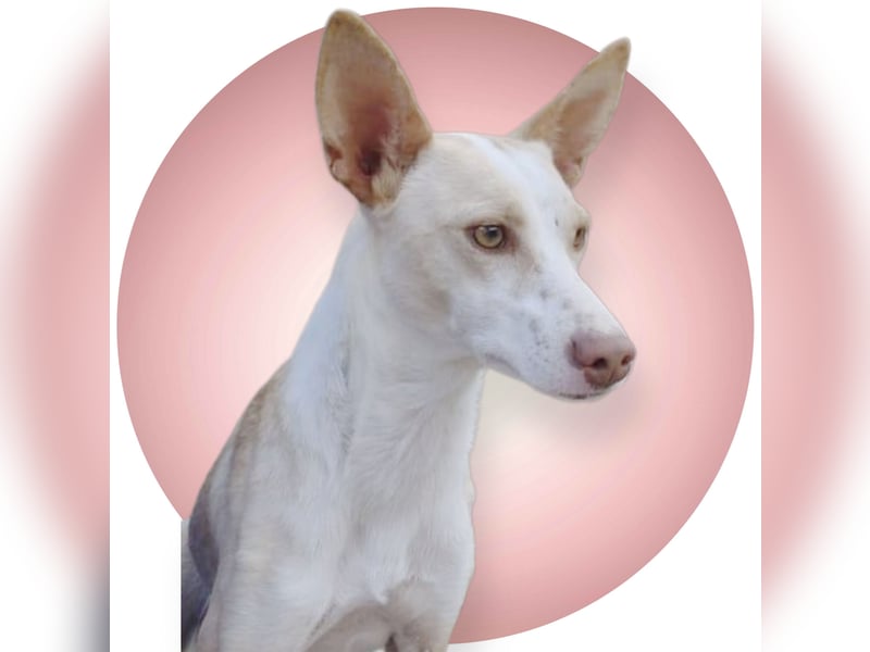 Tina, eine tolle Podenca