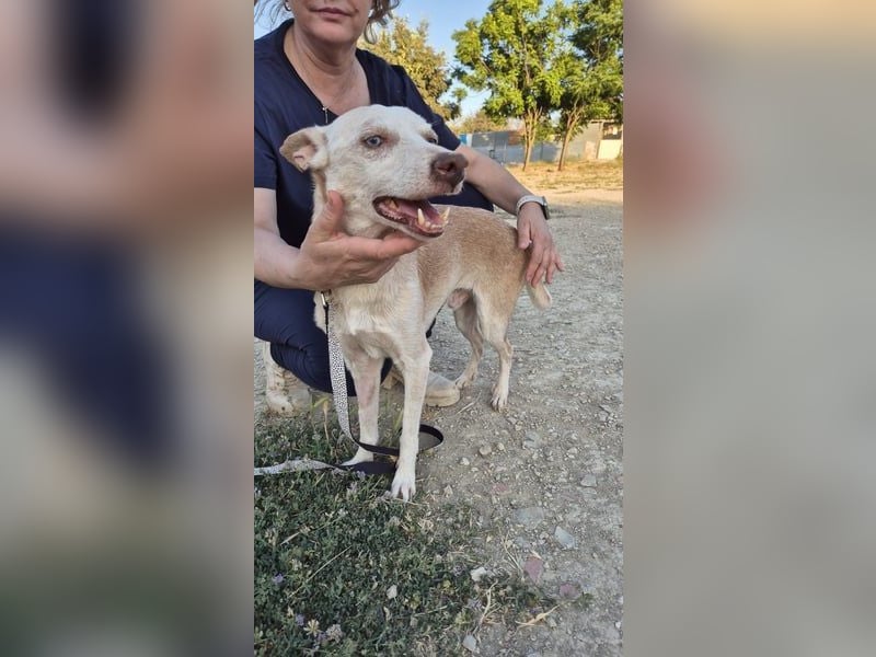 Dylan, ein goldenes Herz sucht Zuhause