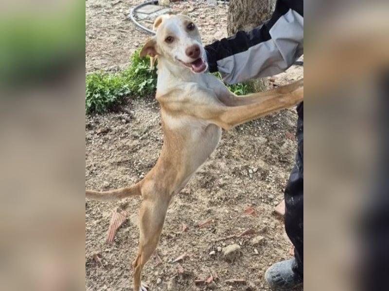 Liebevolle Podenca sucht endlich ihr Glück - Tina wartet schon viel zu lange
