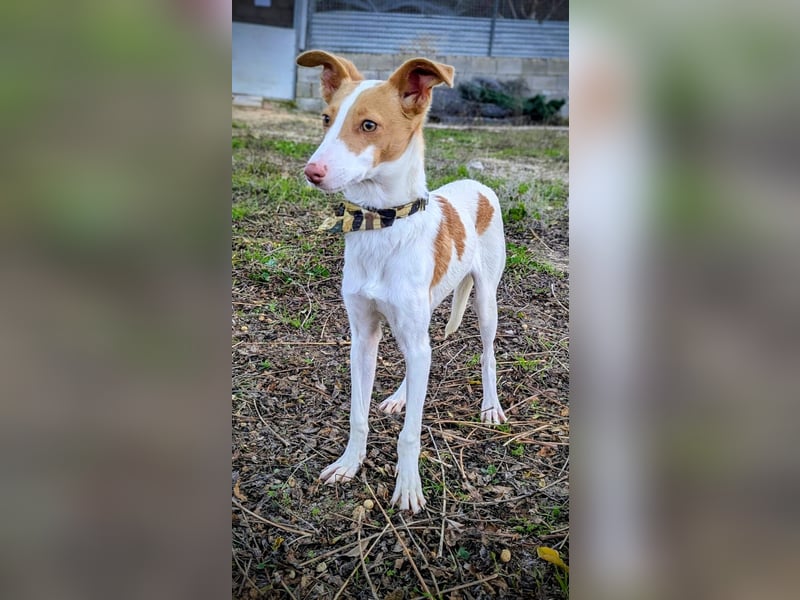 Casillas, ein freundlicher sozialer Junghund