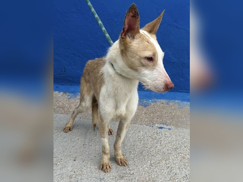 Atreu, freundlich und sehr sozial