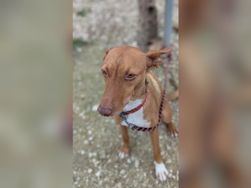 Ween, freundliche zarte Podi Hündin