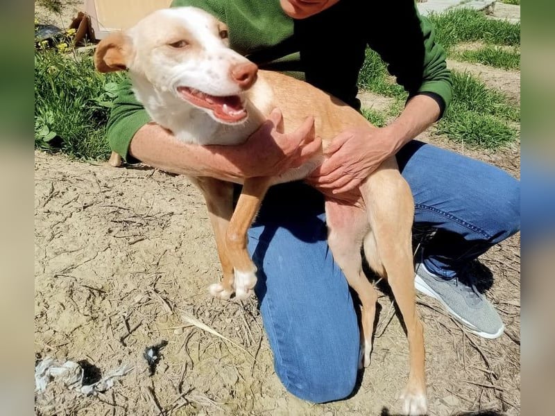 Tina, eine tolle Podenca
