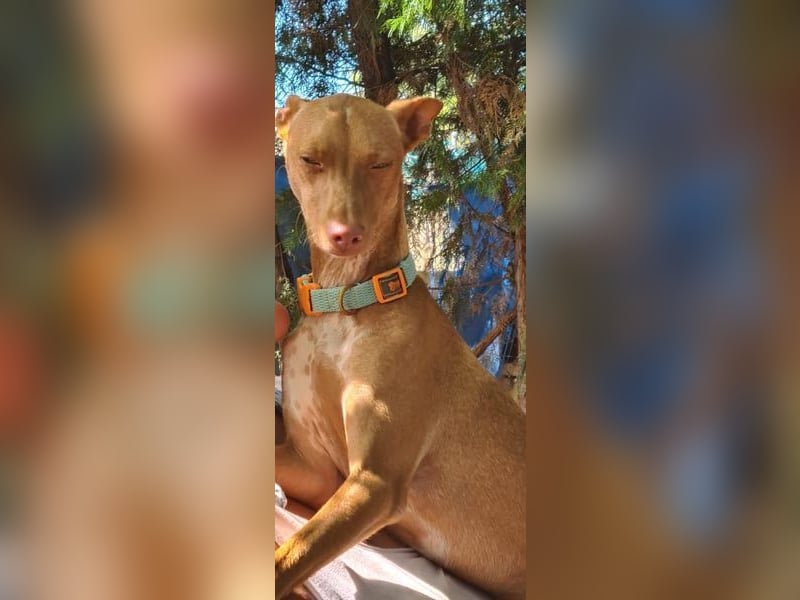 Mango, überlebte und hofft auf sein Glück