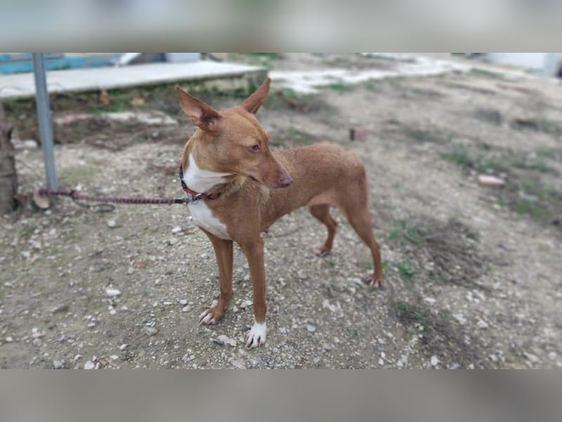 Ween, freundliche zarte Podi Hündin