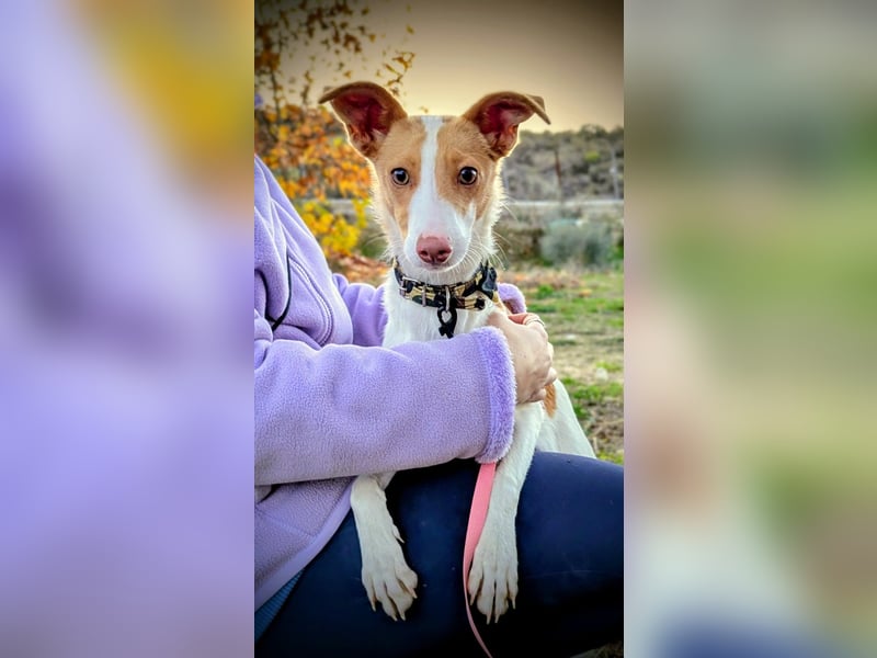 Casillas, ein freundlicher sozialer Junghund