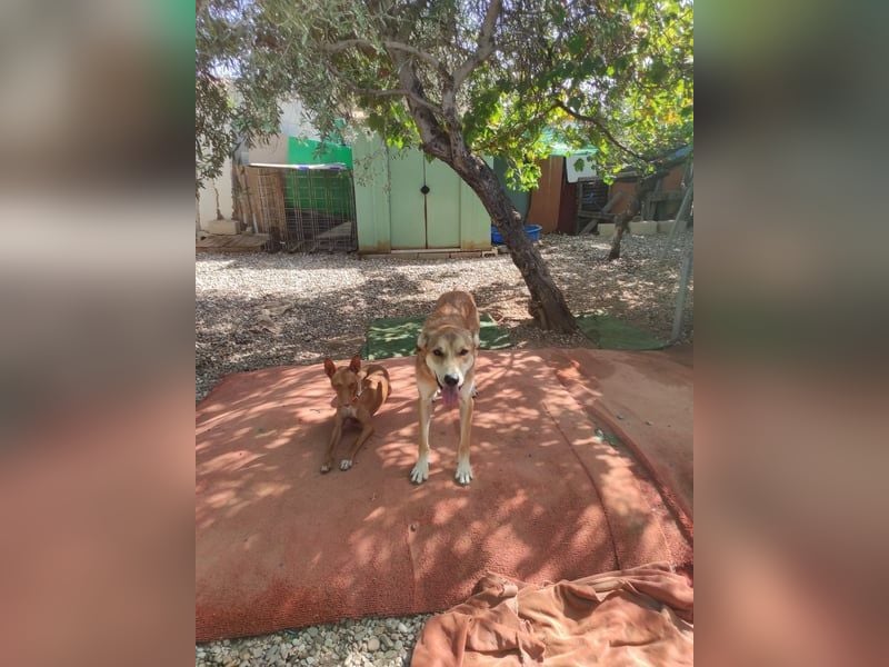 Mango, er sollte erhängt werden