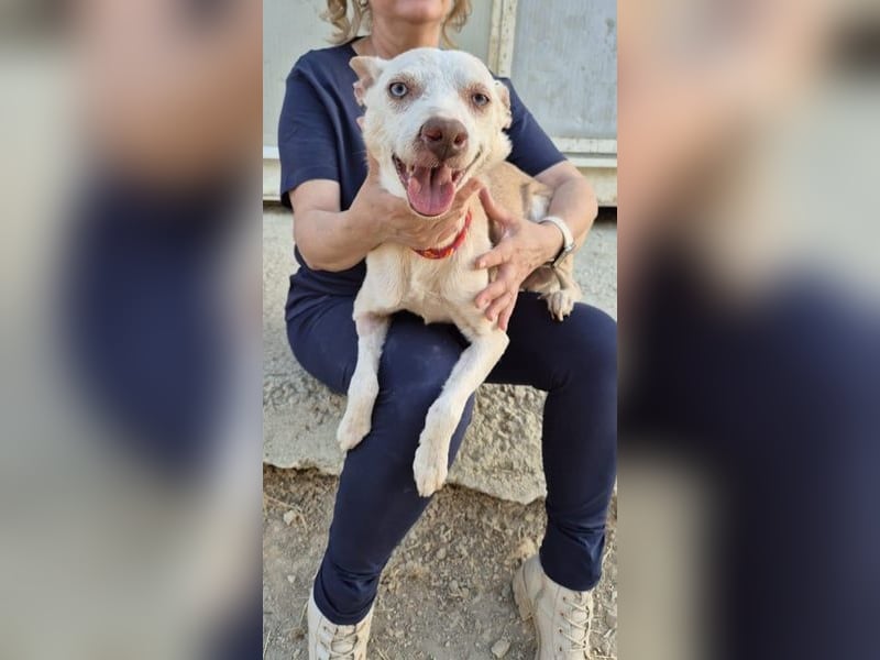 Dylan, ein goldenes Herz sucht Zuhause