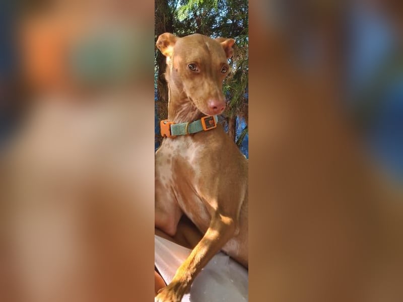 Mango, überlebte und hofft auf sein Glück