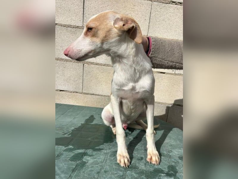 Matias, ein lustiger kleiner Bube