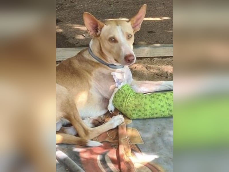 Soldado, freundlich und sehr sozial