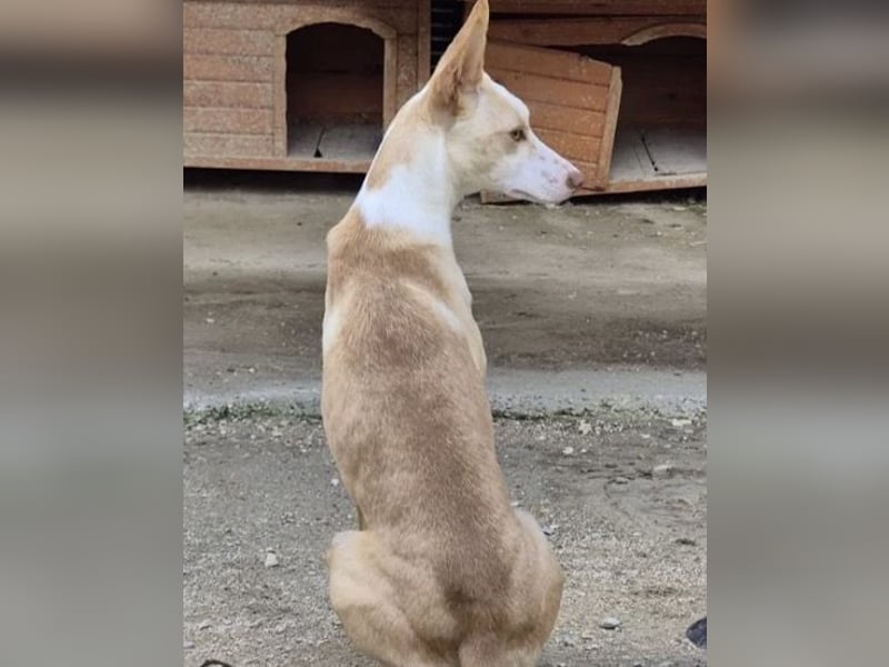 Liebevolle Podenca sucht endlich ihr Glück - Tina wartet schon viel zu lange