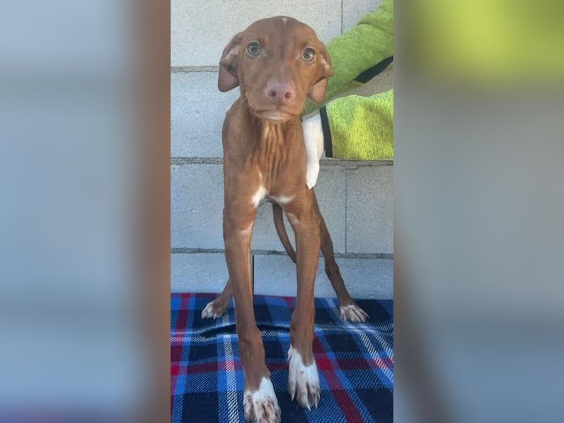 Dolce, bereit die Welt zu entdecken