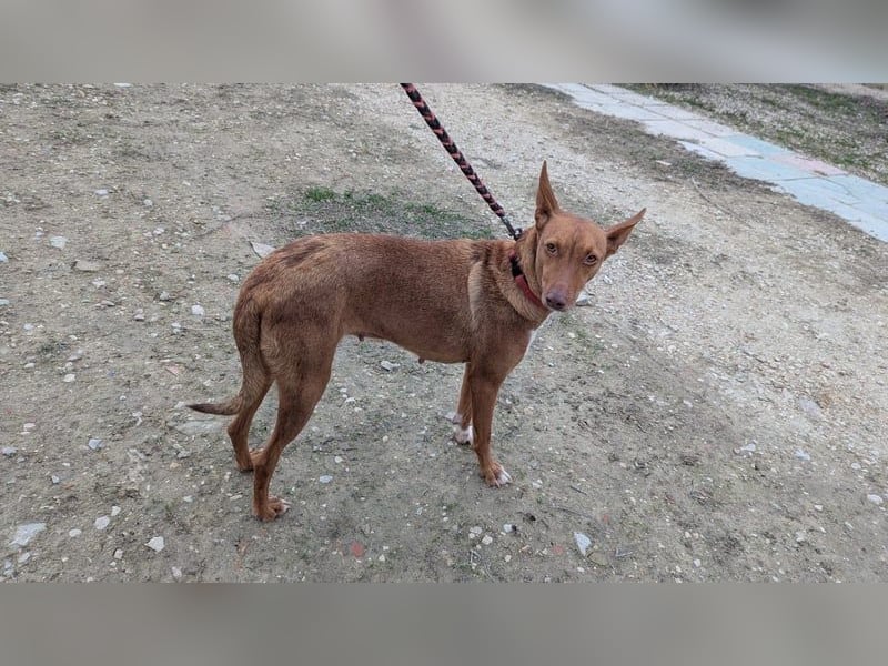 Ween, freundliche zarte Podi Hündin