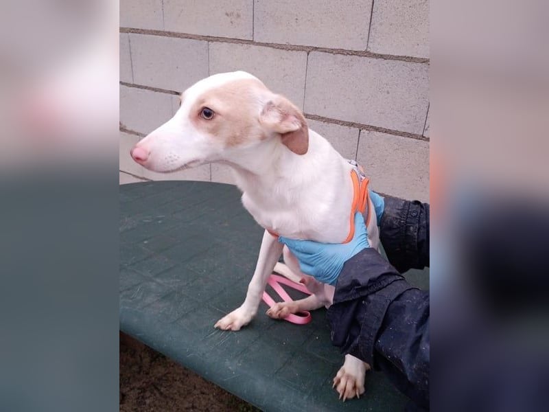 Matias, ein lustiger kleiner Bube