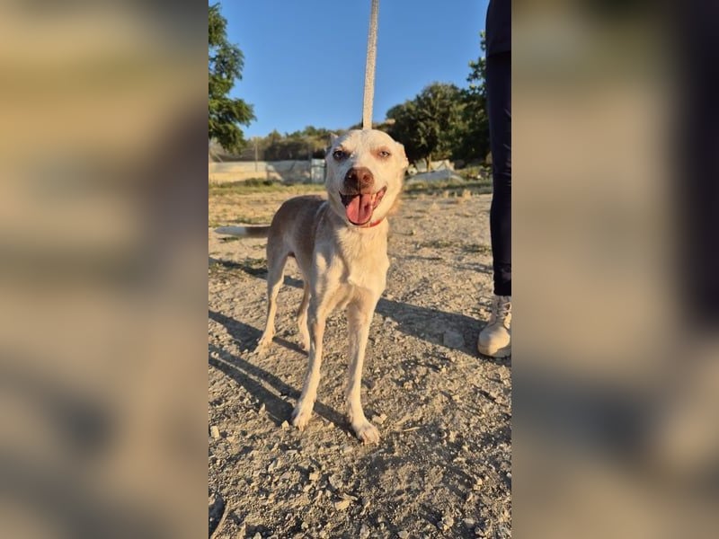 Dylan, notfall! Senior sucht dringend ein warmes Körbchen