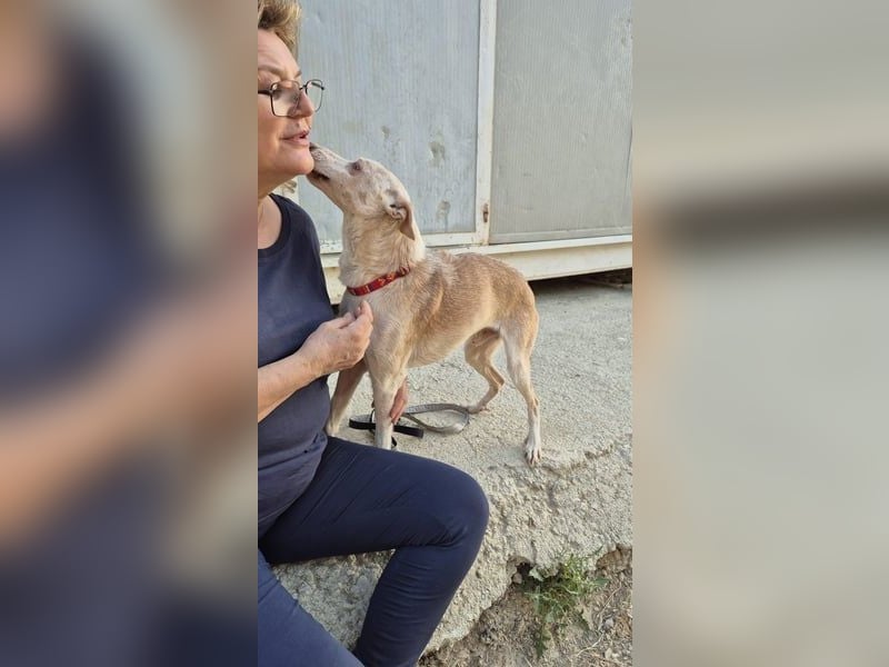 Dylan, ein goldenes Herz sucht Zuhause