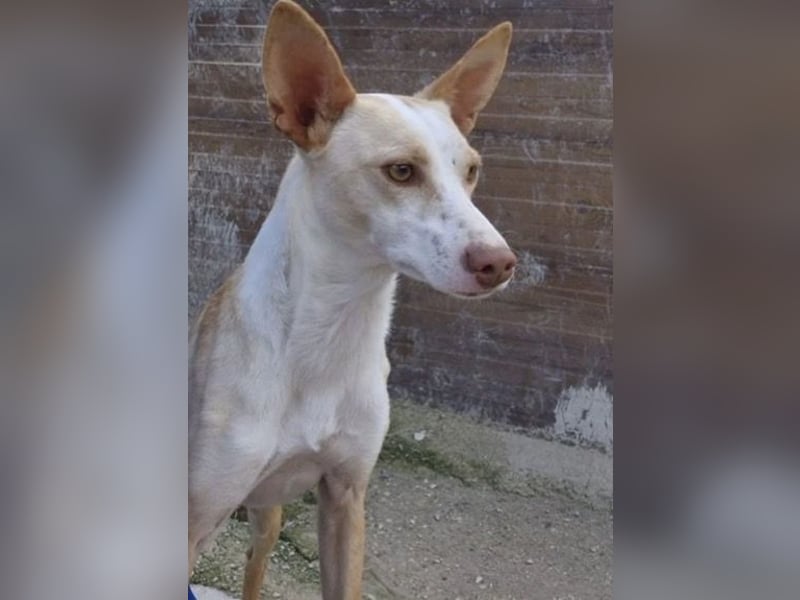Liebevolle Podenca sucht endlich ihr Glück - Tina wartet schon viel zu lange