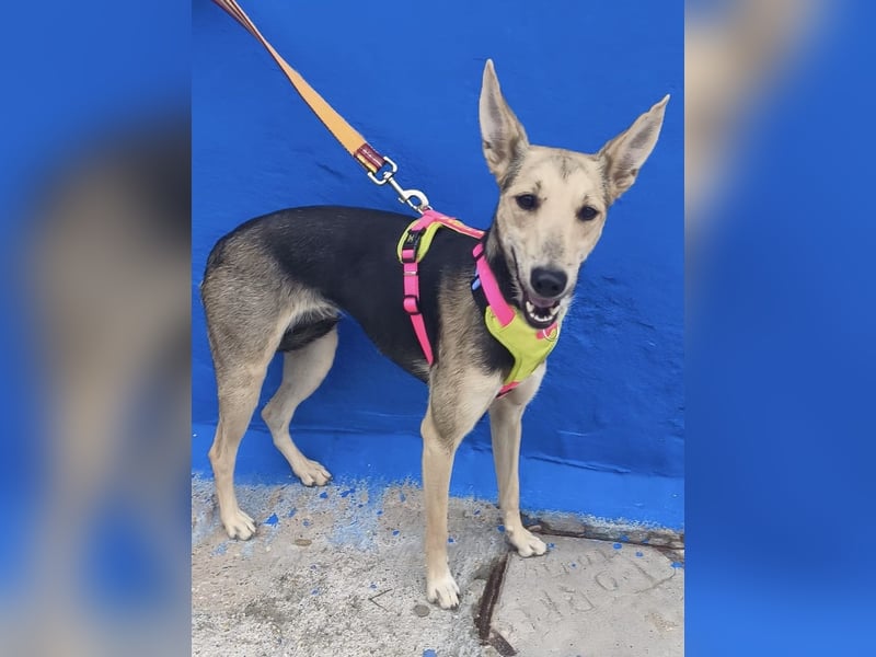 Ariana - große Ohren, wacher Blick und bereit für ein neues Kapitel