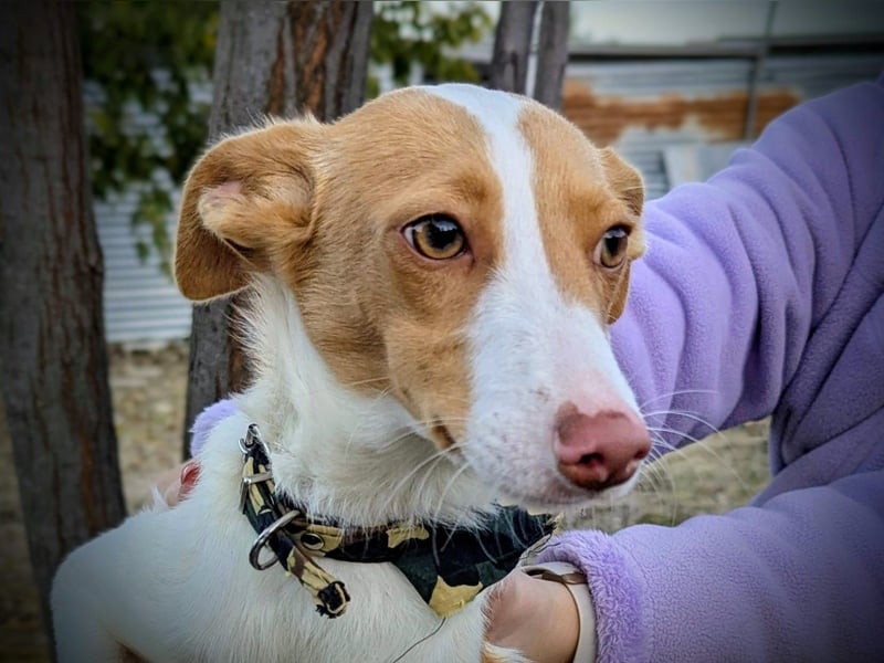 Casillas, ein freundlicher sozialer Junghund
