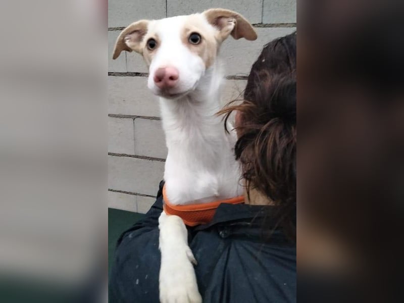 Matias, ein kleiner freundlicher Podi Bube