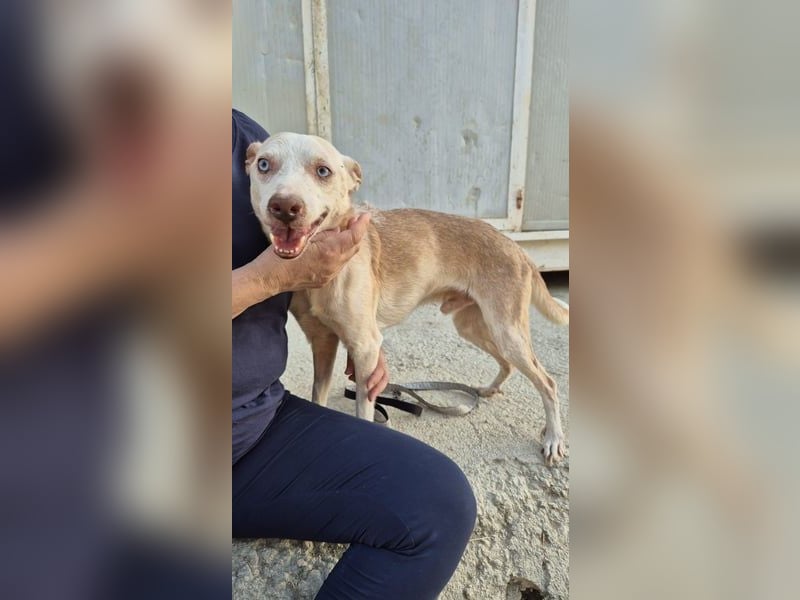 Dylan, notfall! Senior sucht dringend ein warmes Körbchen