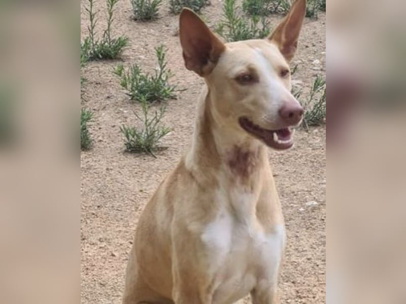 Soldado, freundlich und sehr sozial