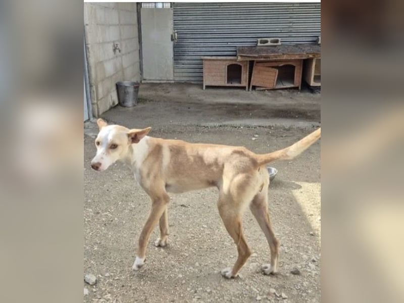 Liebevolle Podenca sucht endlich ihr Glück - Tina wartet schon viel zu lange