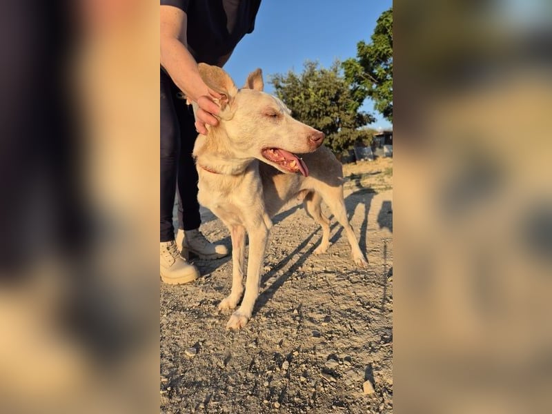 Dylan, ein goldenes Herz sucht Zuhause