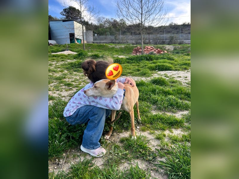Liebevolle Podenca sucht endlich ihr Glück - Tina wartet schon viel zu lange