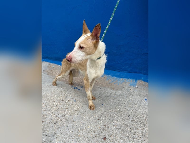 Atreu, freundlich und sehr sozial