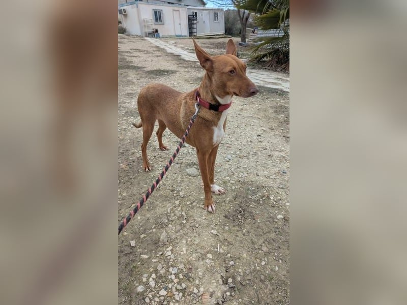 Ween, freundliche zarte Podi Hündin