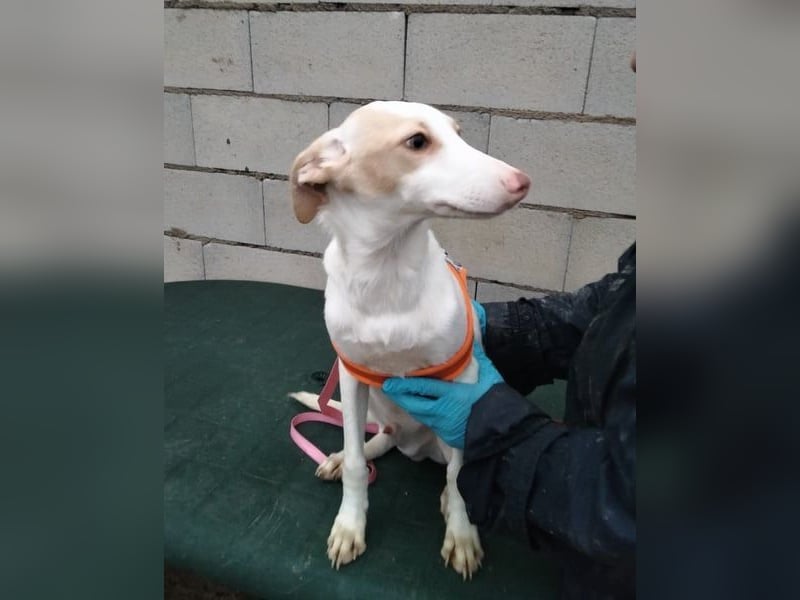 Matias, ein lustiger kleiner Bube