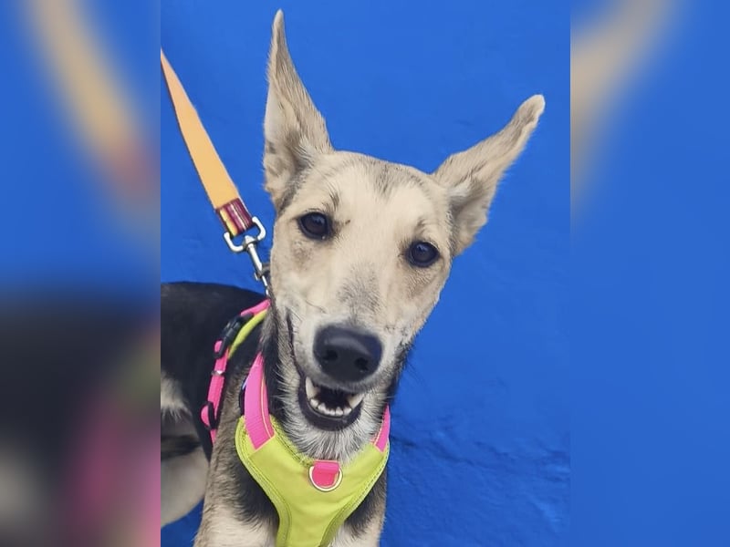 Ariana - große Ohren, wacher Blick und bereit für ein neues Kapitel