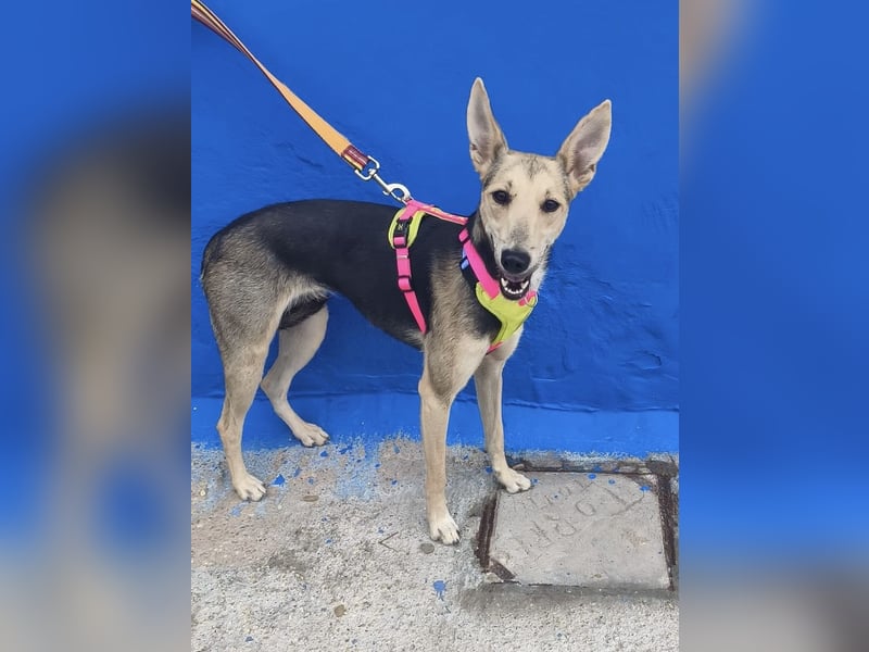 Ariana - große Ohren, wacher Blick und bereit für ein neues Kapitel