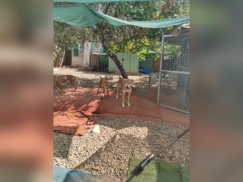 Mango, überlebte und hofft auf sein Glück