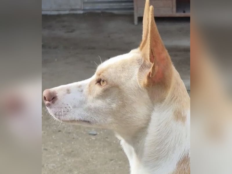 Liebevolle Podenca sucht endlich ihr Glück - Tina wartet schon viel zu lange