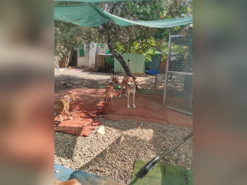 Mango, er sollte erhängt werden