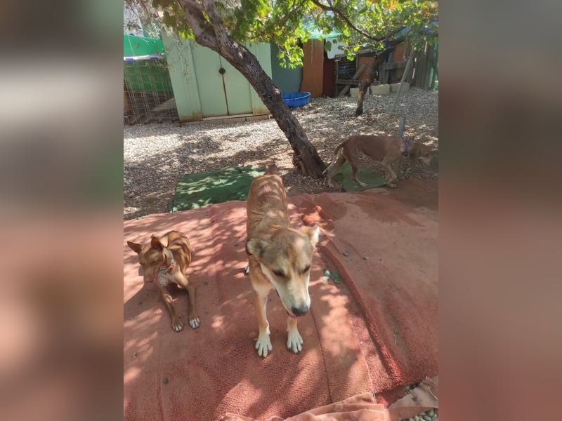 Mango, er sollte erhängt werden